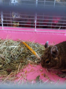 дегушек в дар срочно  - s65v6sLZGAw.jpg