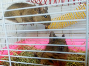 дегушек в дар срочно  - kRMRlG6RzeI.jpg