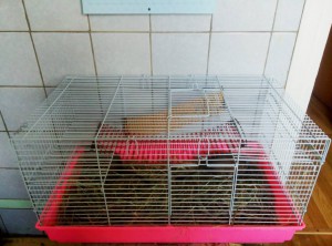 дегушек в дар срочно  - FYNhbCNvfq0.jpg