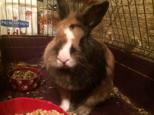 Кролик - image.jpg