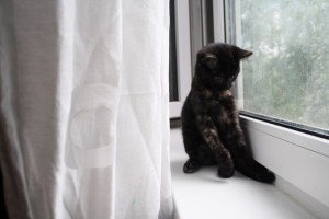 Дариша даром!