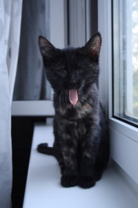 Дариша даром!