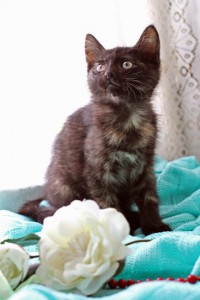 Дариша даром!