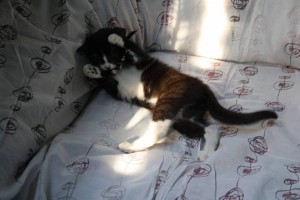 Отдадим даром особенную малышку  - 11731737_826576650783144_2412879308456560482_o.jpg