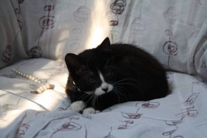 Отдадим даром особенную малышку  - 11754899_826576797449796_577156652485023627_o.jpg