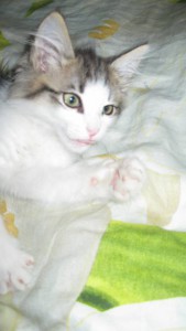 Отдам Котенка  - Тима 1.JPG