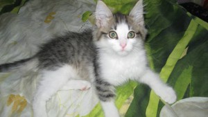 Отдам Котенка  - тима 4.JPG