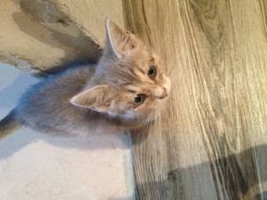 Серая малышка ищет дом - IMG_5254[1].JPG