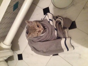 Серая малышка ищет дом - IMG_5218[1].JPG