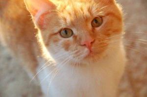 Рыжий красавец в добрые руки - сема.JPG