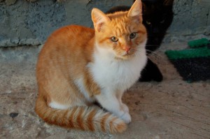 Рыжий красавец в добрые руки - сёма.jpg