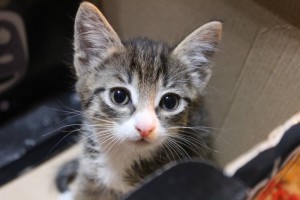 Отдам котенка - IMG_2413.JPG