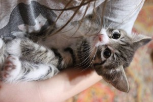 Отдам котенка - IMG_2448.JPG