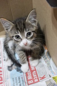 Отдам котенка - IMG_2452.JPG