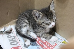 Отдам котенка - IMG_2473.JPG