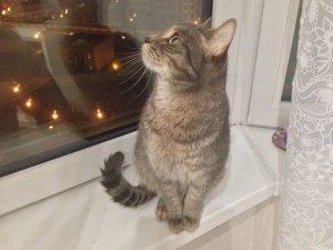 Котик в добрые руки - image3.jpeg