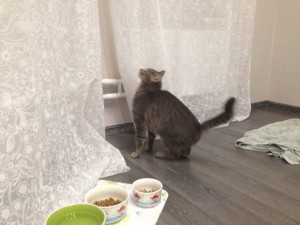 Котик в добрые руки - image2.jpeg