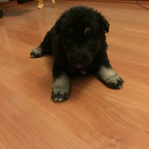 щенки в дар - девочка 01.jpg