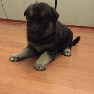 щенки в дар - девочка 03.jpg