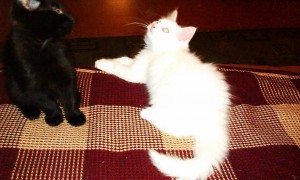 озорные котята ждут своих хозяев - IMAG1520.jpg