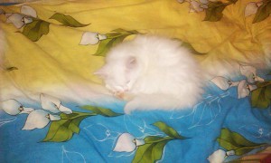 озорные котята ждут своих хозяев - IMAG1536.jpg