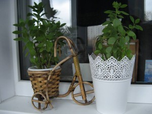 Комнатные растения приму в дар:  - IMG_1008.JPG