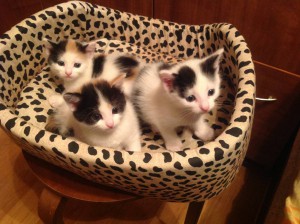 Отдам даром - IMG_1563.JPG