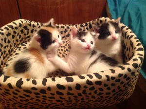 Отдам даром - IMG_1574.JPG