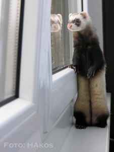 Приму в дар хорька - хорек-стоит-смотрит-в-окно.jpg