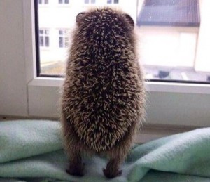 Приму TV в рабочем состоянии - IMG-20150913-WA0085.jpg