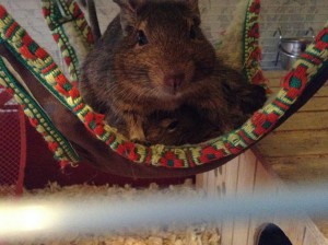 Отдам в хорошие руки Дегу Чилийские белки . - image.jpeg