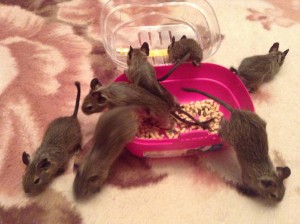 Отдам в хорошие руки Дегу Чилийские белки . - image.jpeg