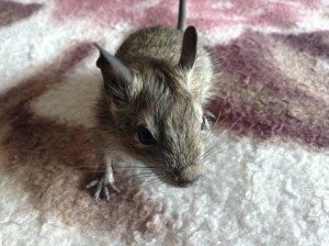 Отдам в хорошие руки Дегу Чилийские белки . - image.jpeg