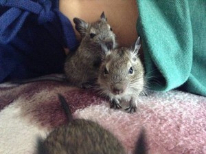 Отдам в хорошие руки Дегу Чилийские белки . - image.jpeg