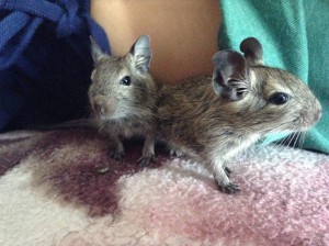 Отдам в хорошие руки Дегу Чилийские белки . - image.jpeg