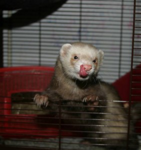 приму в дар хорька - 09_polecats.jpg