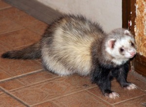 приму в дар хорька - 51766_PhotoNews.jpg