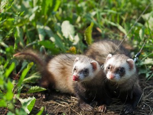 приму в дар хорька - 3872764_large.jpeg