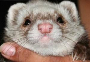 приму в дар хорька - 14277194887116.jpg