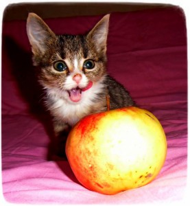 Очень умный котенок в дар - CIMG1915.JPG