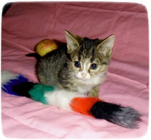 Очень умный котенок в дар - CIMG1926.JPG