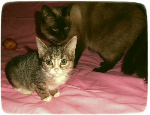 Очень умный котенок в дар - CIMG1933.JPG