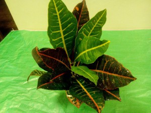 Комнатные растения на лампу - IMG_20151102_212017.jpg