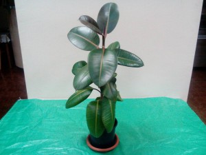 Комнатные растения на лампу - IMG_20151102_211445.jpg