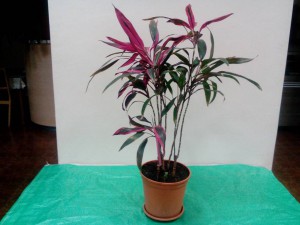 Комнатные растения на лампу - IMG_20151102_211414.jpg