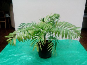 Комнатные растения на лампу - IMG_20151102_211253.jpg