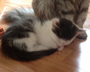 Отдам котят, метисы сибирячки - image.jpg