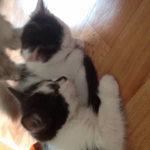 Отдам котят, метисы сибирячки - image.jpg