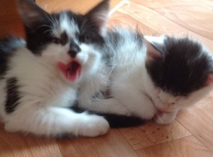 Отдам котят, метисы сибирячки - image.jpg