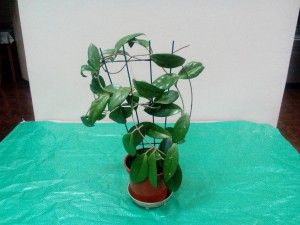 Цветочки - IMG_20151102_211336.jpg